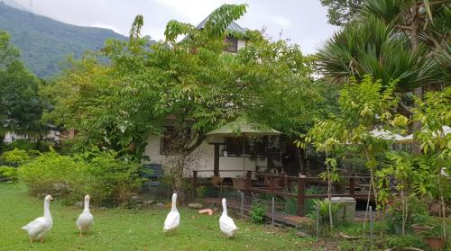 Animales en la habitación en casa particular o alrededores