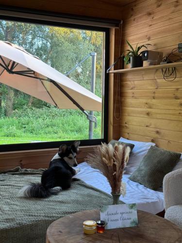 Haustiere von Gästen der Unterkunft глемпінг Обійми