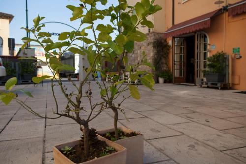 a small tree in a pot on a street at Albergo Al Cacciatore Tortellinando in Valeggio sul Mincio