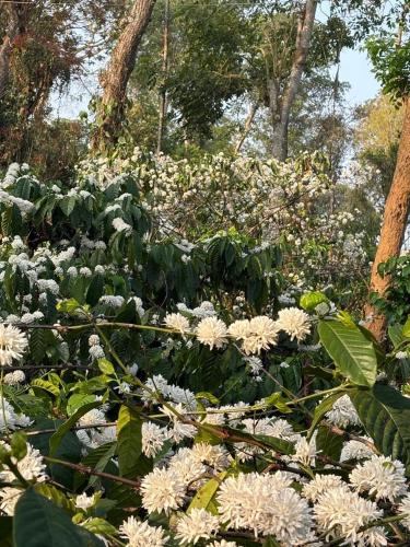 a garden with white flowers and trees in the background at Trumpet Deck 3BHK Container Home in Kutta