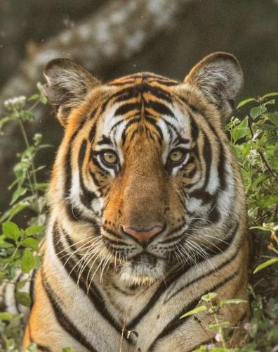 a close up of a tiger looking at the camera at Trumpet Deck 3BHK Container Home in Kutta