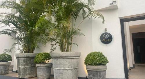 a group of potted trees in large concrete pots at D Villas in Colombo