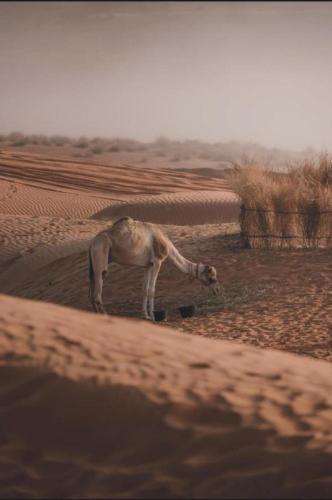 a camel standing in the middle of a desert at layali camp in Bidiyah
