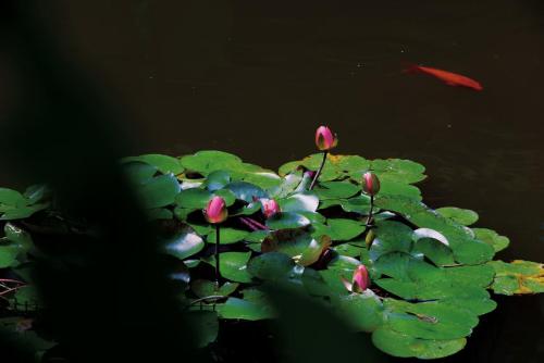 Gambar di galeri bagi 涤心龙井 di Hangzhou