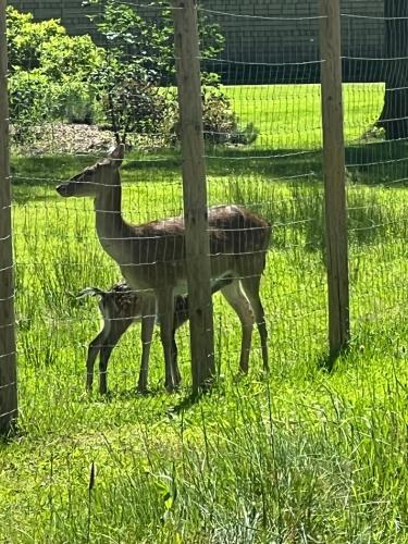 a mother and baby deer standing in the grass at Marupes pirts in Mārupe