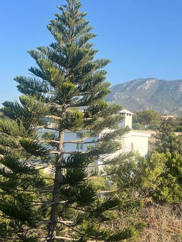 a pine tree in front of a building at Villa for Rent in Kappedhes