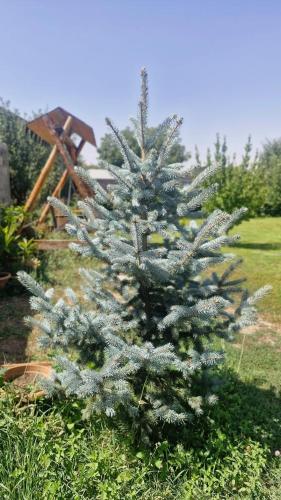 a green christmas tree in a yard at Gastro Garden Guesthouse in Aramus
