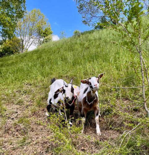 two goats standing on a grassy hill at Stellplatz mit Aussicht auf Bergbauernhof in Rennweg