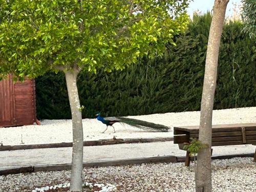 a peacock walking next to a wooden bench at Villa Arizona in Catral