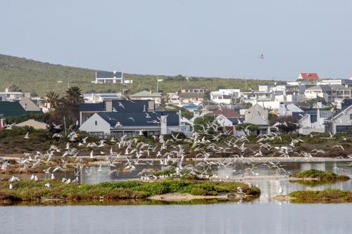 a flock of birds on an island in the water at Kelkiewyn in Yzerfontein in Yzerfontein