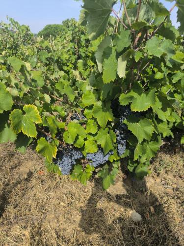 a bunch of grapes growing in a field at Au Coeur des vignes in Pont-Saint-Esprit