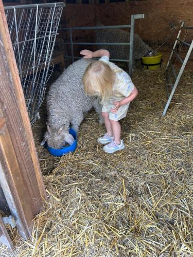 a young child standing next to a sheep eating at The Old Milking Parlour in Llandovery