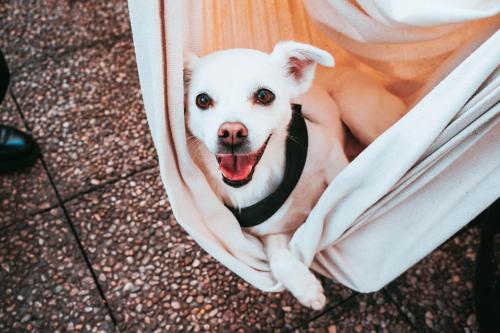 a white dog is peeking out from behind a curtain at Ostello Bello Lake Como in Como