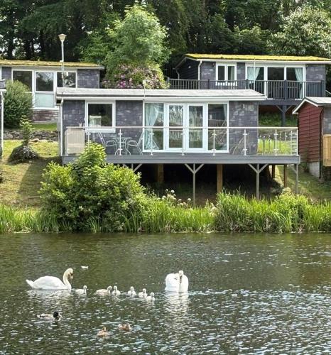 a house on a lake with swans in the water at Lakeside Lodge 84 in Caeathro