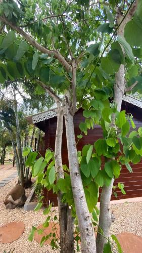 a tree in front of a building at Charming House in Albion with Shared Pool in Albion