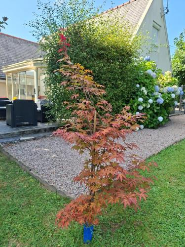 a small tree with red leaves in front of a house at La Cressonnière 56 in Missiriac