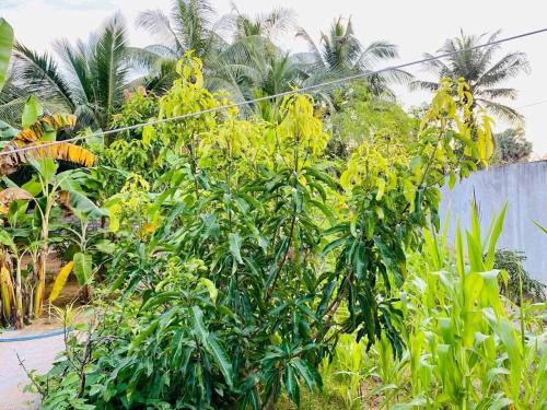 a bunch of trees with yellow flowers on a street at Arugambay Mailakska Green Villa in Arugam Bay
