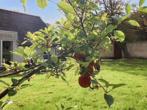 an apple tree with apples on it in a yard at 6 person holiday home in Løkken in Løkken