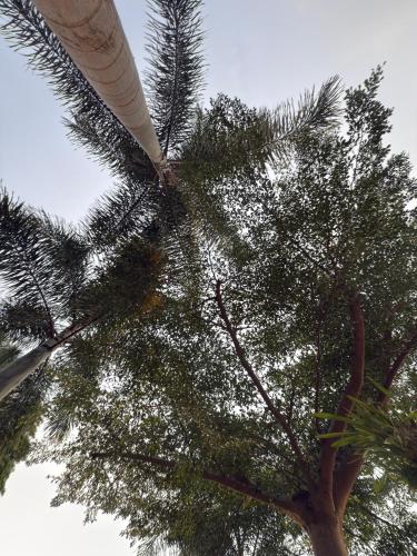 a view of a palm tree from below at Hariara Guest House in Tuk Tuk