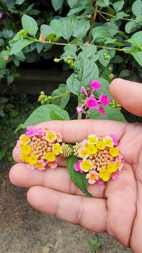 a person holding a bunch of flowers in their hand at Springdale Villa in Kodaikānāl