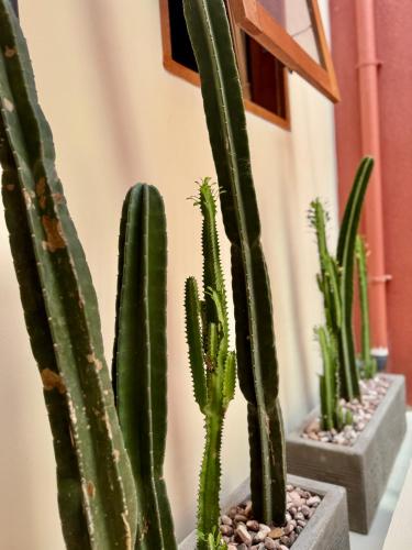 a group of cactus plants in pots next to a wall at Casa Deva in Uluwatu