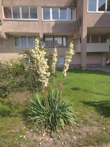 Jardí fora de Apartamentai Šilingės