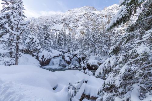 una foresta innevata con alberi e una montagna di Le Refuge des Isards - Chalet familial a Cauterets