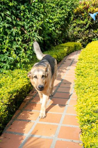 a dog walking down a brick walk way at Cabaña / hotel campestre en Manizales para pareja in Manizales