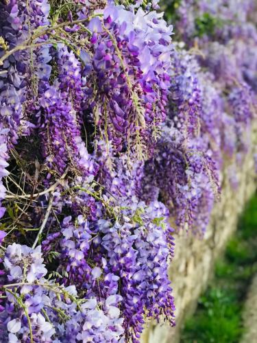 a bunch of purple flowers hanging on a wall at Refined Apartment in Lastra a Signa - 77 sqm - Air Conditioning in Lastra a Signa