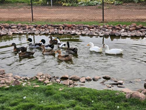 a group of ducks swimming in a pond at oasis de paix in Aït Amara
