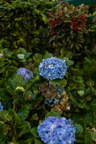 a group of blue flowers in a garden at Seven Springs Plantation Resort in Munnar