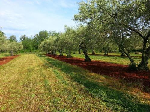 Zahrada ubytování Spacious Holiday Home in Verteneglio