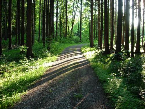 a dirt road in a forest with trees at Idyll in Ammerseenähe mit Blick ins Grüne in Windach
