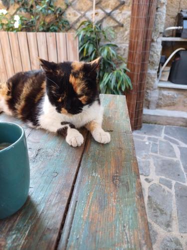 a cat sitting on top of a wooden table at Casaluna, chambre climatisée dans maison de village in Sotta