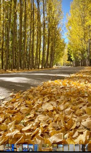 a pile of leaves on the side of a road at Cabaña LA EMILIA Uspallata Mdz in Uspallata