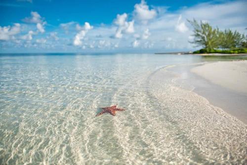 a starfish laying in the water on a beach at 7 Up Condo at Kaibo Kai in Driftwood Village