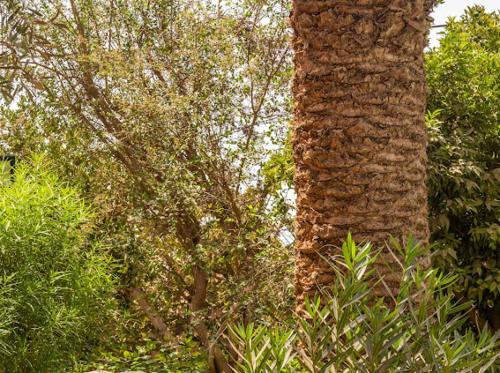 Zahrada ubytování Villa sherazade Agadir, petit déjeuné offert