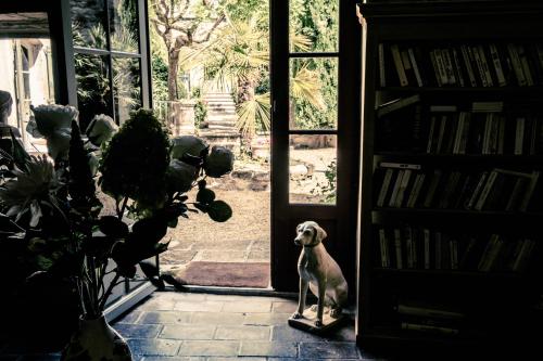 a dog standing in front of an open door at Hotel de L Orange in Sommières