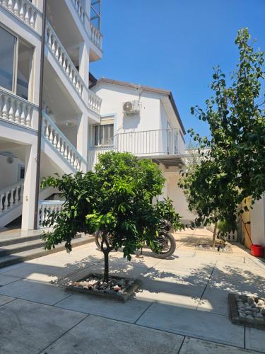 a tree in front of a white building at Eagle’s Nest in Shkodër