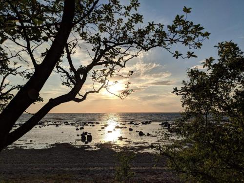 a group of birds standing in the water on a beach at 4 star holiday home in VISBY in Visby