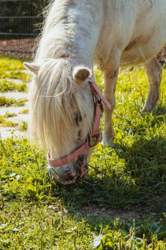 a white pony with a long hair eating grass at Natursee-Chalet, Angeln, Wellness, Spa, Ponyhof in Twist