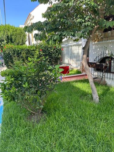 a small tree in the grass next to a building at Part Luxury in Cabo Negro