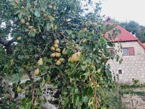 a tree full of fruit with a building in the background at Seoski dom in Šavnik