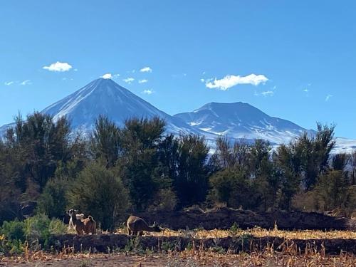 a group of animals in a field with a mountain in the background at Cabañas Voyage Atacama in San Pedro de Atacama