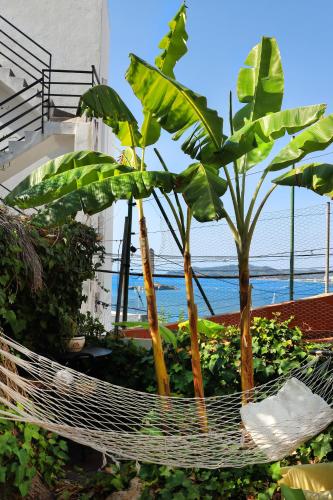 a bunch of banana plants in a basket on a balcony at Casa Klod Ibiza in Ibiza Town