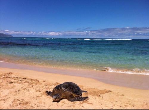 a turtle laying in the sand on the beach at Northshore Oceanfront Home- 5 bedroom and 4 bath in Waialua