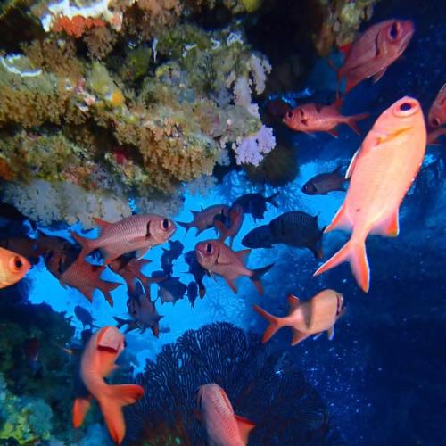 a group of fish swimming around a coral reef at Emma's Homestay Explorer in Taveuni