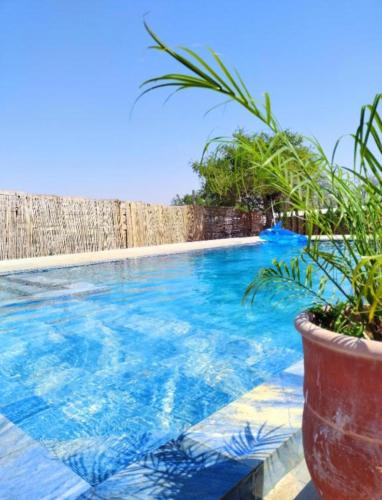 a swimming pool with a potted plant next to it at Villa Bouzama in Essaouira