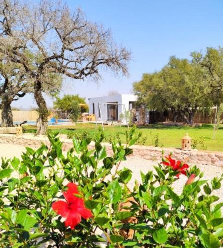 a bush with red flowers in front of a house at Villa Bouzama in Essaouira
