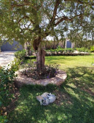 a cat laying in the grass under a tree at Villa Bouzama in Essaouira